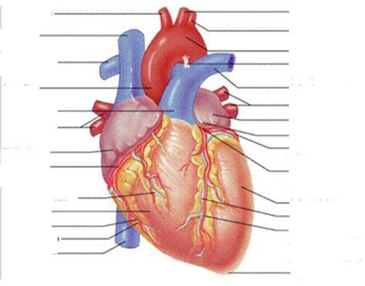 External anterior heart labeling Quiz